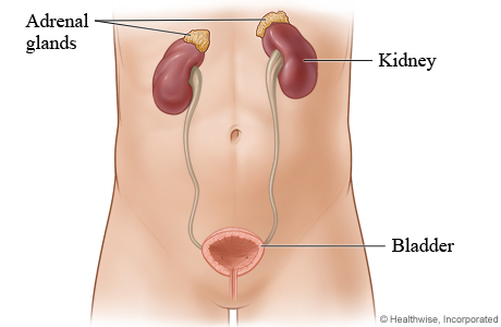 HVIadrenal.jpg